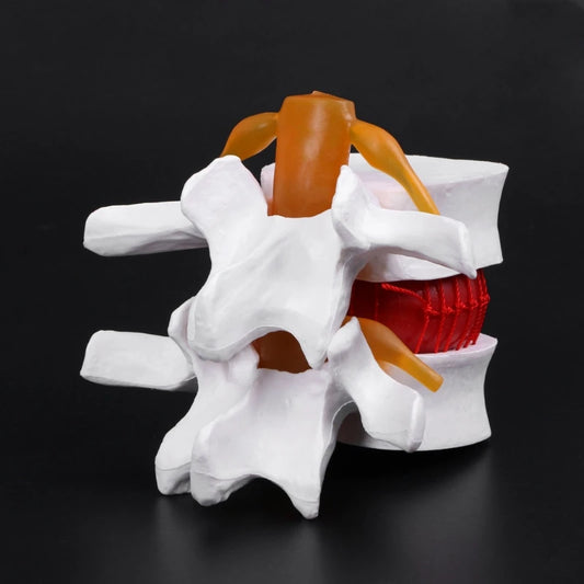 Superior Lumbar Vertebrae Model